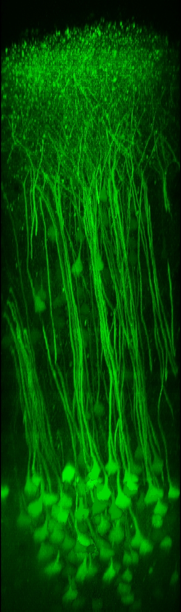 In vivo two-photon image of pyramidal neurons in neocortex